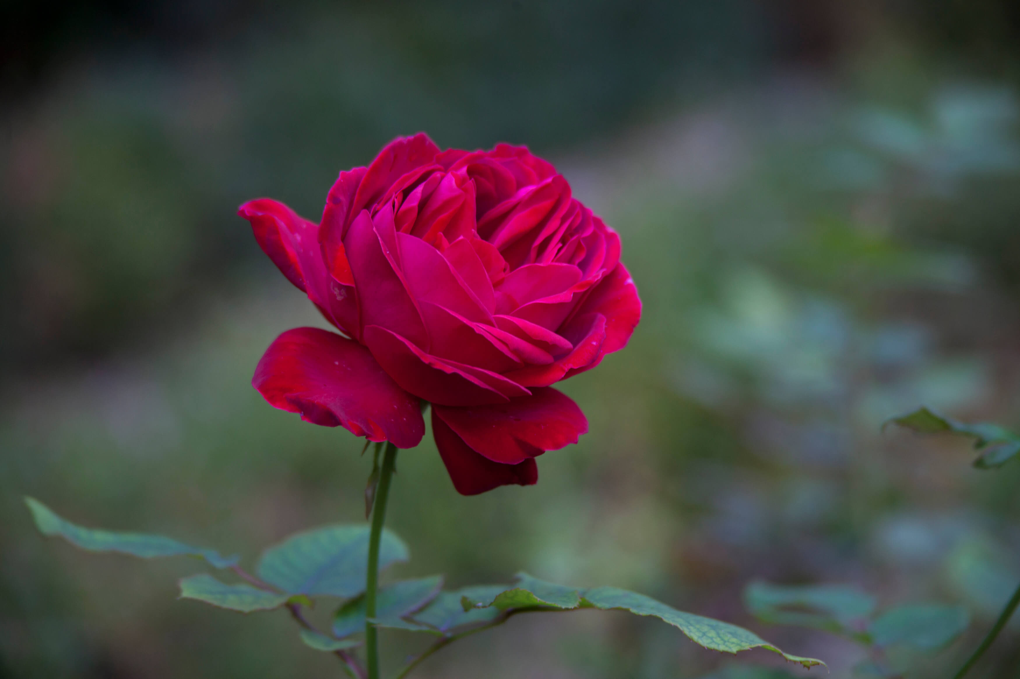 I GUSTI DEL GIARDINO… E DELLA ROSA