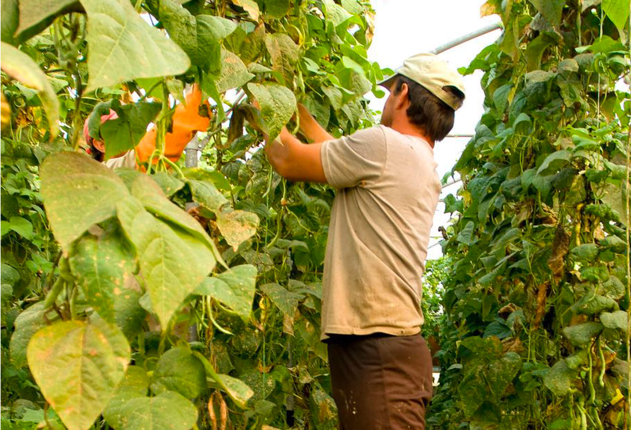 L’agricoltura ci serve ancora e anche i contadini