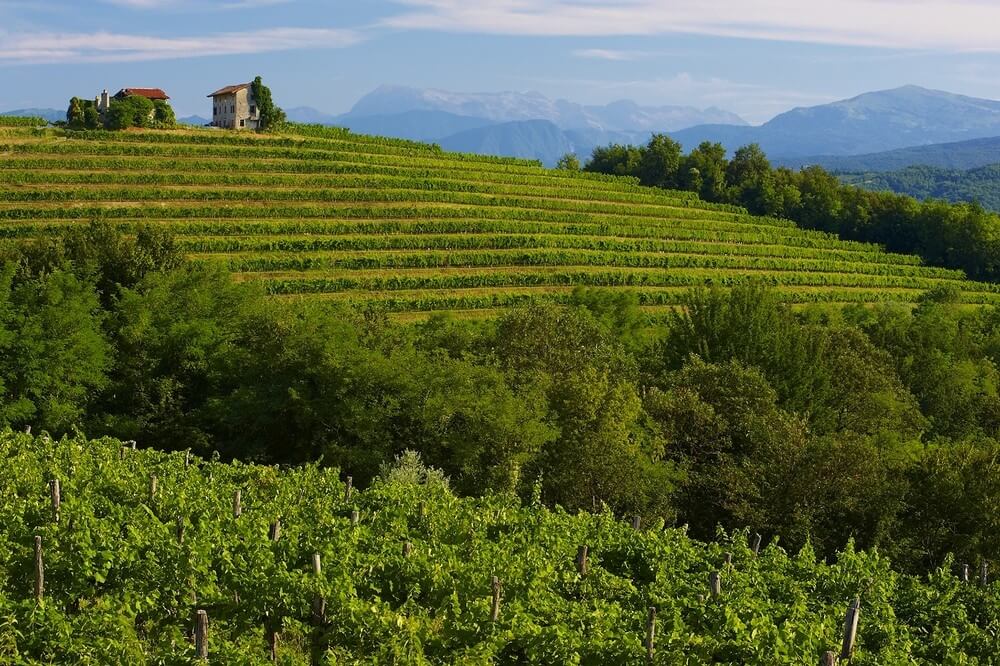 Friuli Colli Orientali e Ramandolo: il 2018, un’annata di vini da ricordare