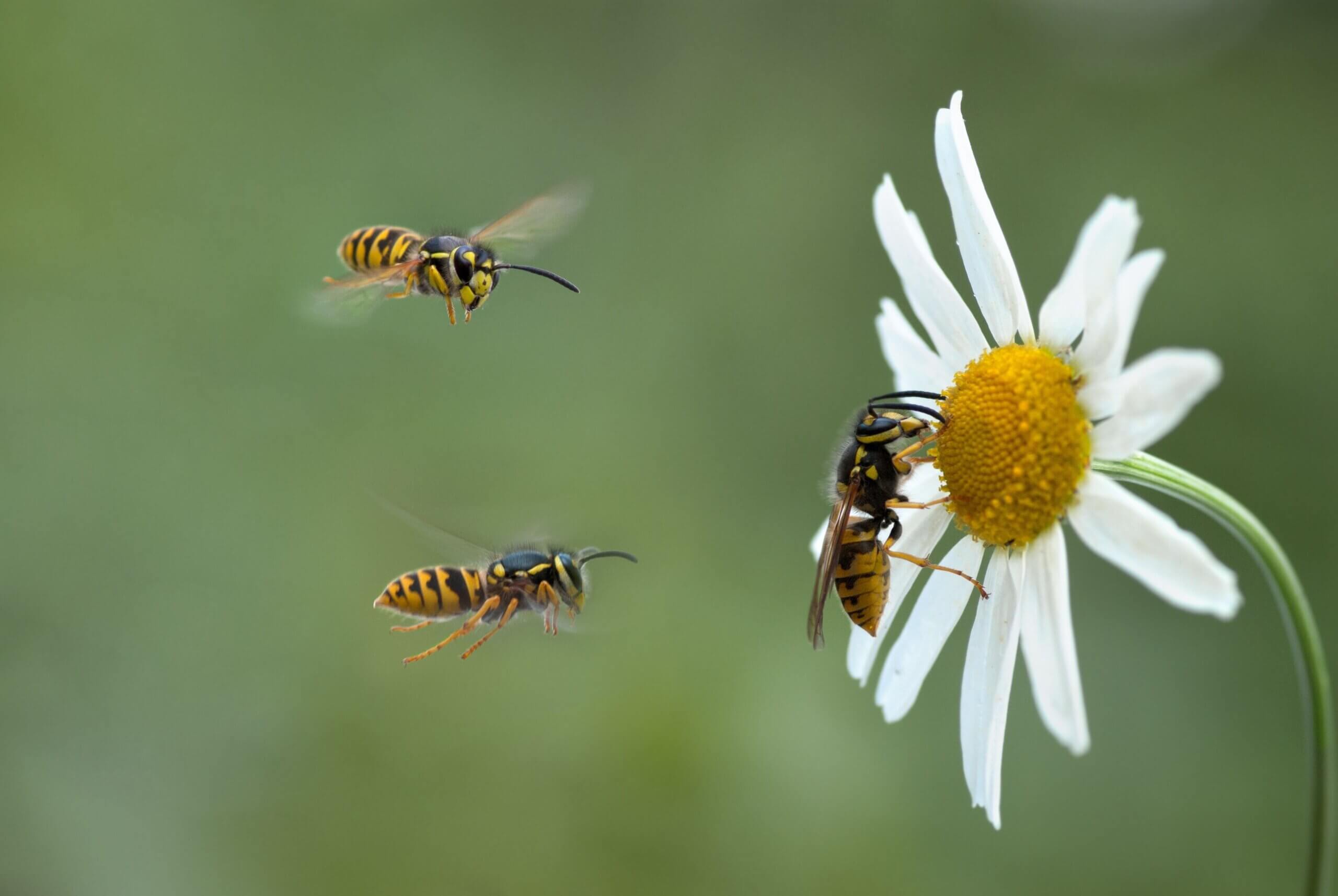 Le vespe sono afrodisiache per i leviti