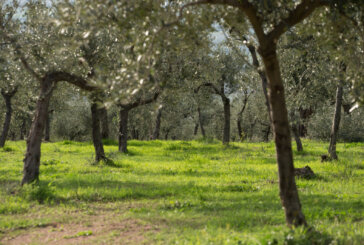 A Trevi sabato 19 giugno 2021 si fa “Merenda nell’Oliveta”