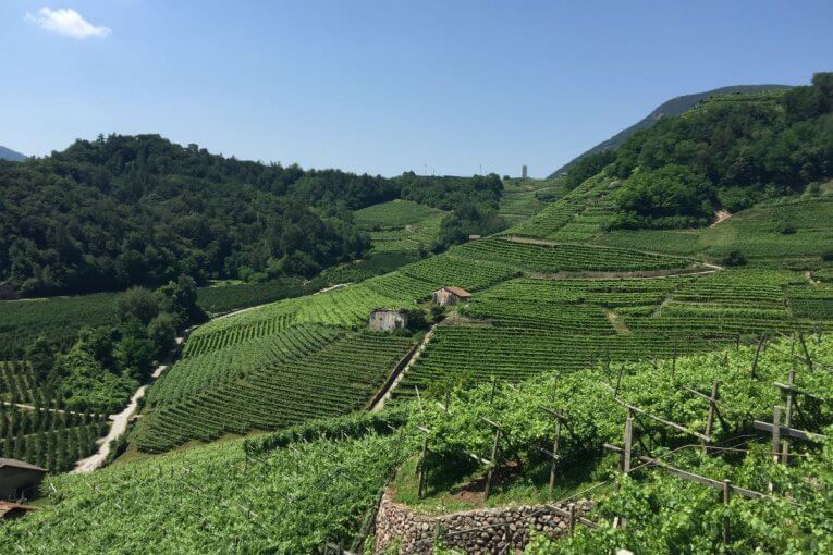 TRENTINO, DA FINE LUGLIO SI CELEBRA IL MÜLLER THURGAU