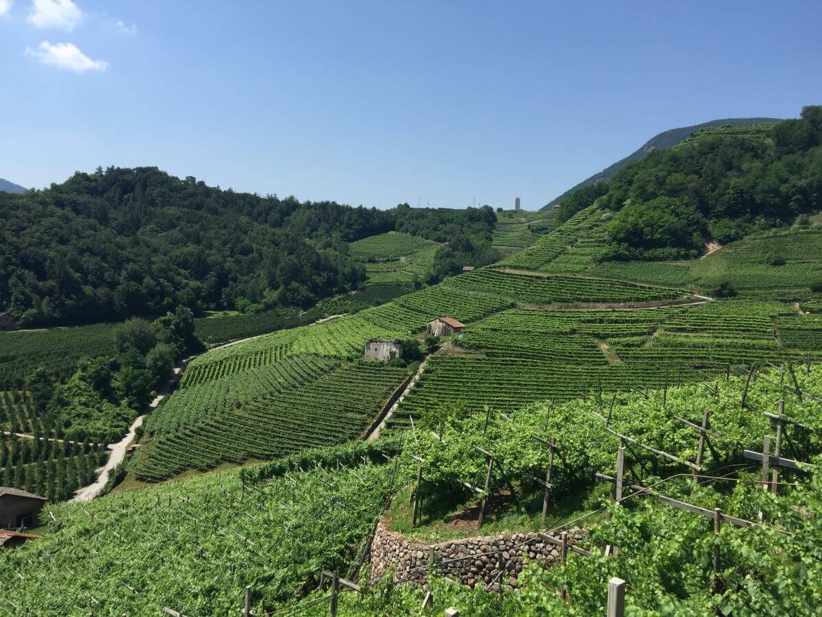 TRENTINO, DA FINE LUGLIO SI CELEBRA IL MÜLLER THURGAU