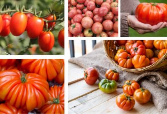 Pomodori: a Maggio è tempo di pensare alla nostra linea!