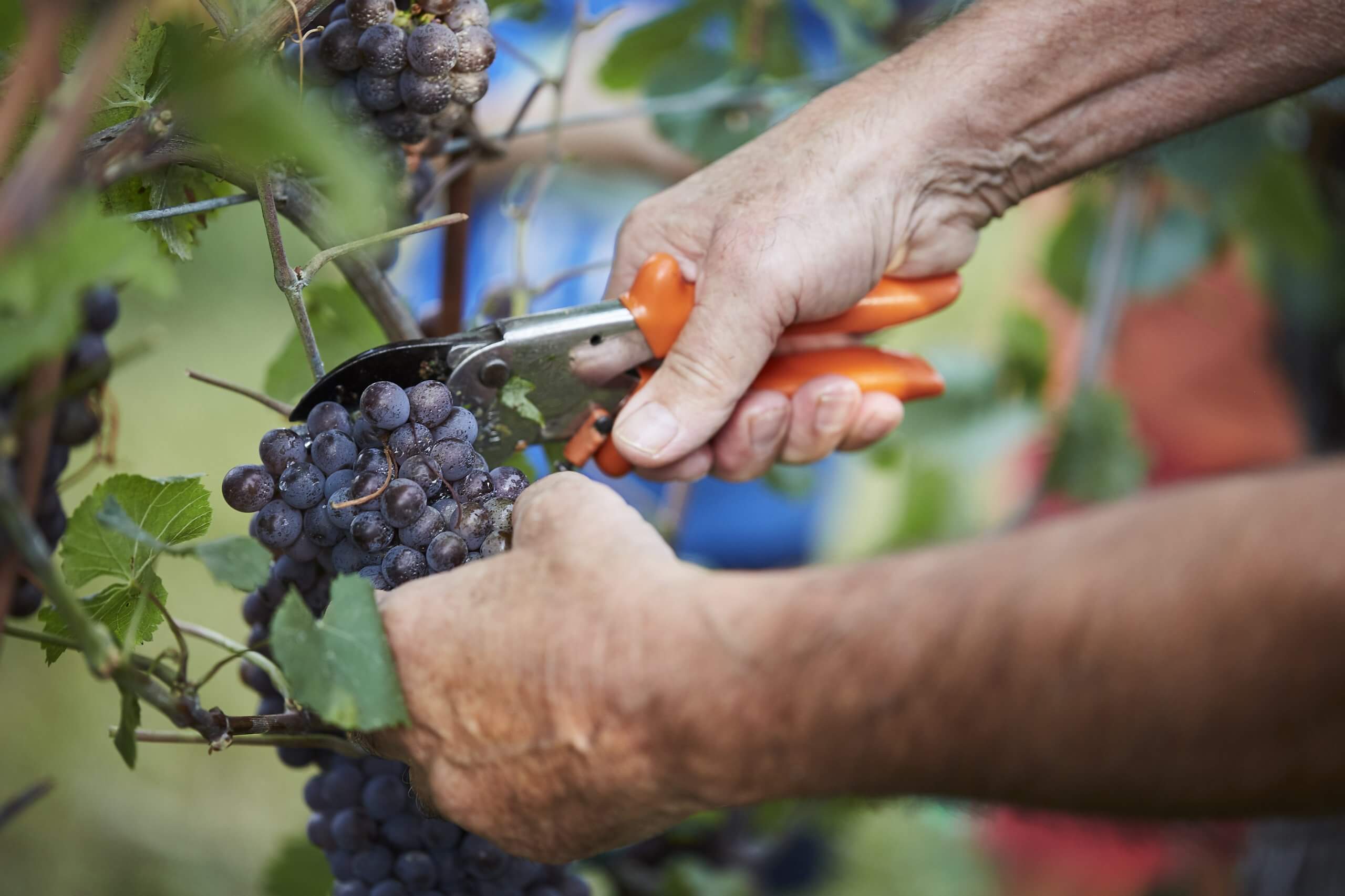 Vendemmia 2022, Confagricoltura Fvg