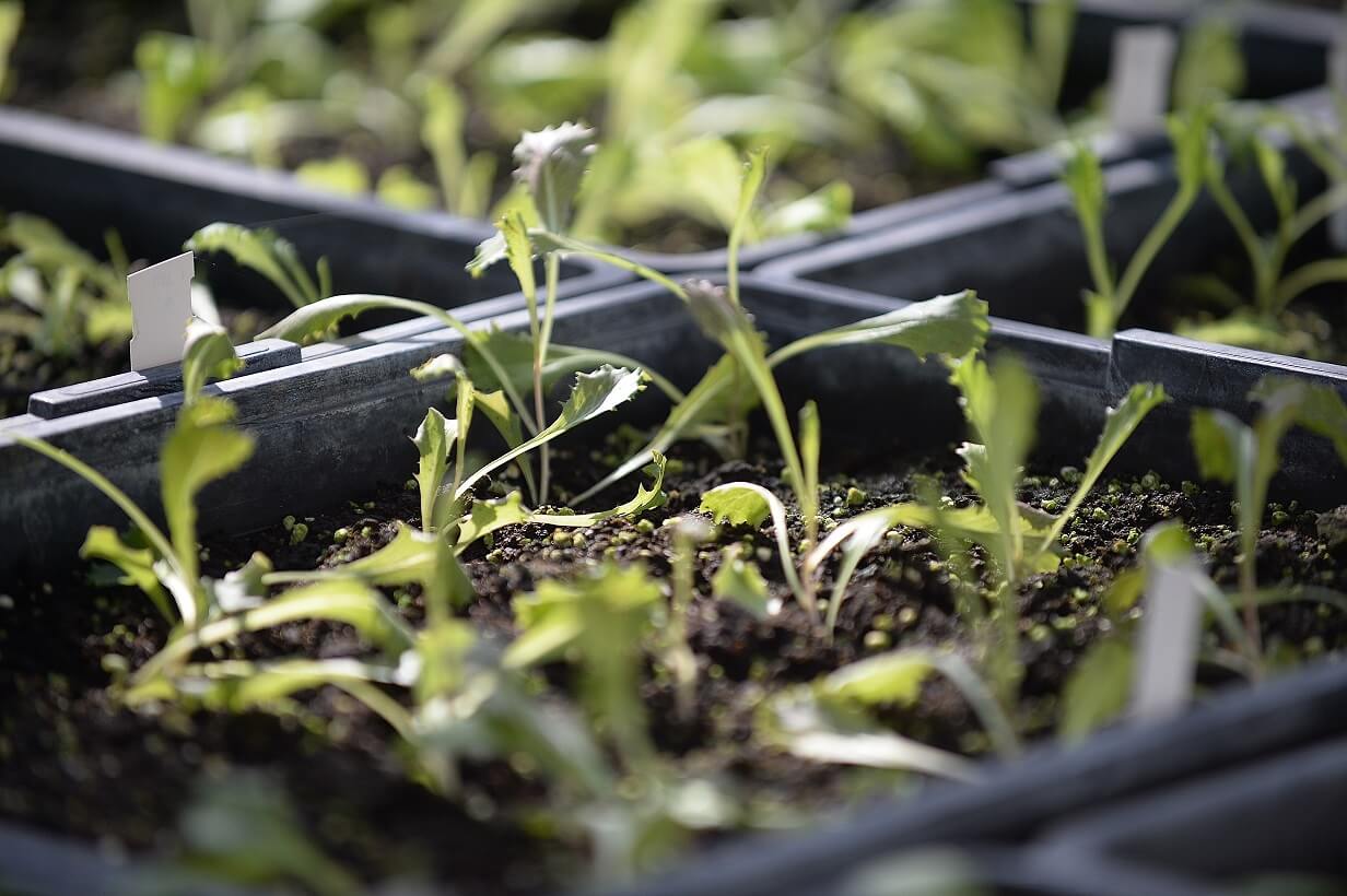 Coltivato: il Festival Internazionale dell’Agricoltura