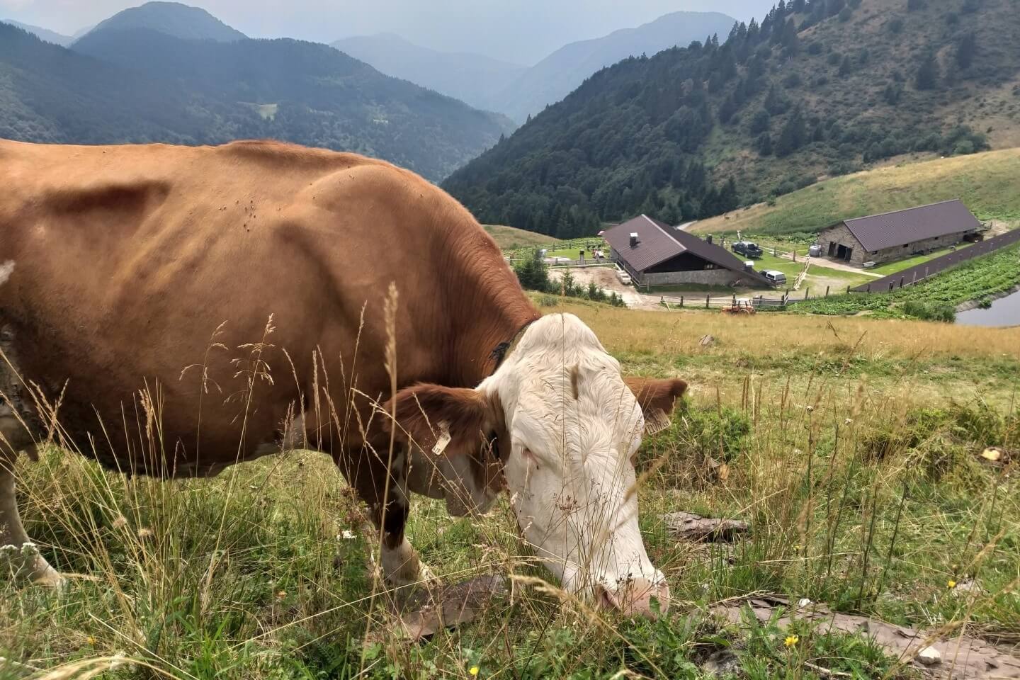 Estate in malga con Visit Zoncolan